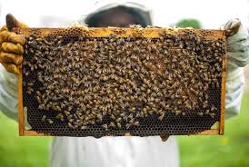 Beekeeping Registration Form Pdf Download
